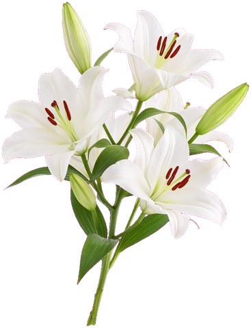 White lilies